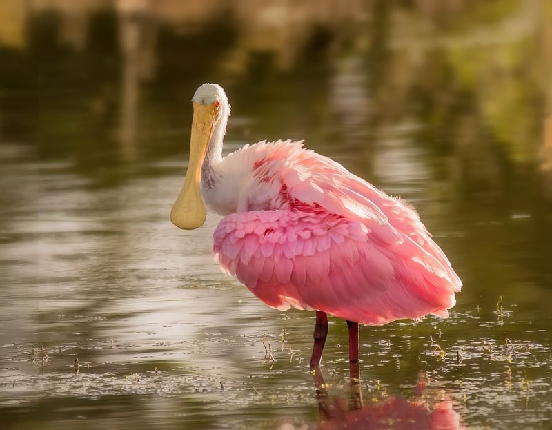 Wildlife Spotting